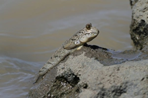 Mudskipper (Periophthalmus sp. ) adult, climbing out of water, Gambia, january