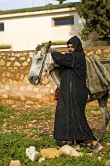 Mule Prints: Mule, adult, pack animal with Berber man, near Essaouira, Morocco, february