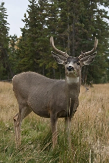 Yukon Prints: Mule Deer (Odocoileus hemionus) buck