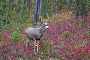 Mule Deer (Odocoileus hemionus) buck, standing in woodland, Grand Teton N. P. Wyoming, U. S. A. September