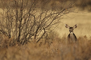 Desert Prints: Mule Deer (Odocoileus hemionus) doe