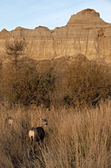 Badlands Prints: Mule Deer (Odocoileus hemionus) two does