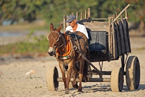 Mule Prints: Mule (male donkey x female horse) adult