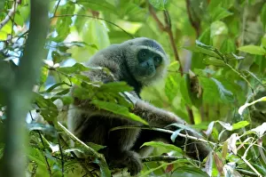 Primates Prints: Muller's Bornean Gibbon (Hylobates muelleri) adult