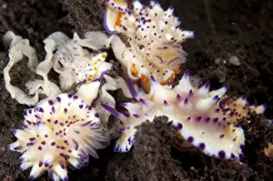 Seraya Prints: Multi-pustuled Mexichromis Nudibranch (Mexichromis multituberculata) adults