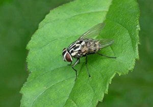 Muscid Fly (Graphomya maculata) adult, resting on leaf, Italy, july