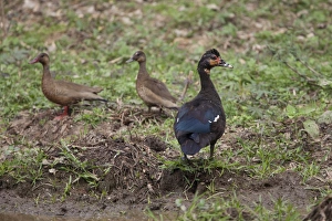 Muscovy Duck (Cairina moschata) adult female, with Brazilian Teal (Amazonetta brasiliensis) adult pair, standing on bank, Pantanal, Mato Grosso, Brazil