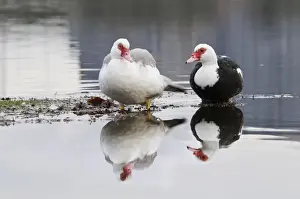 Shallows Prints: Muscovy Duck (Cairina moschata forma domestica) introduced feral species, two adults