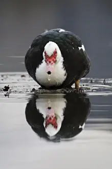 Muscovy Duck (Cairina moschata forma domestica) introduced feral species, adult