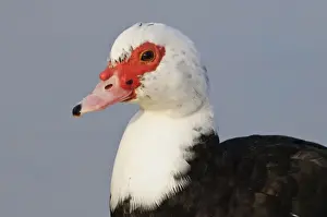 Muscovy Duck (Cairina moschata forma domestica) introduced feral species, adult, close-up of head, Ashby Ville Lake