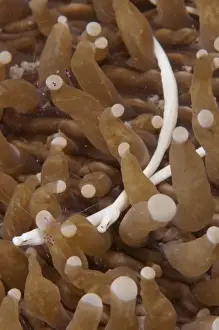 Corals Prints: Mushroom Coral Pipefish (Siokunichthys nigrolineatus) two adults