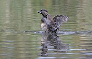 Shakes Prints: Musk Duck (Biziura lobata) adult female