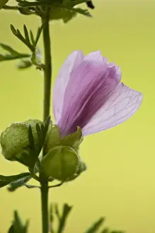 Musk Mallow (Malva moschata) close-up of opening flower, growing in wildflower meadow, North Downs, Kent, England