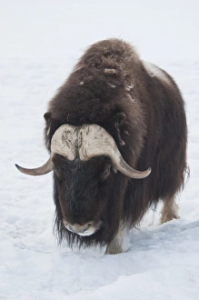 Yukon Prints: Musk Ox (Ovibos moschatus) adult