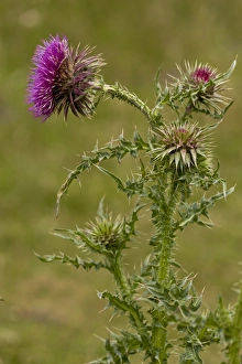 Thistle Prints: Musk Thistle (Carduus nutans) flowering, Berry Head N. N. R. Torbay, Devon, England, July