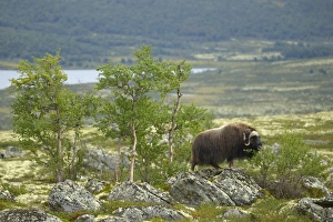 Northern Europe Prints: Muskox (Ovibos moschatus) adult female