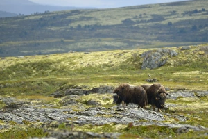 Northern Europe Prints: Muskox (Ovibos moschatus) adult pair