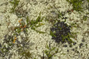 Northern Europe Prints: Muskox (Ovibos moschatus) droppings