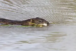 Uutah Prints: Muskrat Swimming with vegitation - Arches National Park Utah America