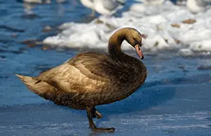 Mute Swan (Cygnus olor) adult, with badly oiled plumage, standing on ice, Merseyside, England, december