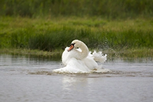 Splash Prints: Mute Swan (Cygnus olor) adult, bathing, splashing water, Suffolk, England, September