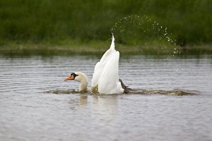 Mute Swan (Cygnus olor) adult, bathing, splashing water, Suffolk, England, September