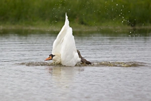 Mute Swan (Cygnus olor) adult, bathing, splashing water, Suffolk, England, September