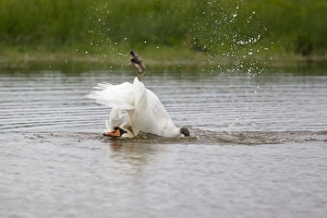 Mute Swan (Cygnus olor) adult, bathing, splashing water, Suffolk, England, September