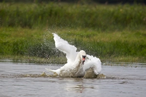 Mute Swan (Cygnus olor) adult, bathing, splashing water, Suffolk, England, September