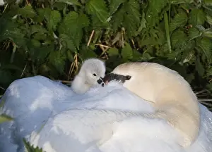 Mute Swan (Cygnus olor) adult, brooding day-old cygnet at nest, Cley, Norfolk, England, may