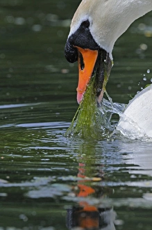 Bill Prints: Mute Swan (Cygnus olor) adult, close-up of head