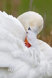 Mute Swan (Cygnus olor) adult, close-up of head, preening, Suffolk, England, january