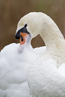 Mute Swan (Cygnus olor) adult, close-up of head, preening, Suffolk, England, january