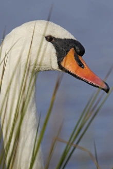 Mute Swan (Cygnus olor) adult, close-up of head and neck, Warwickshire, England, November