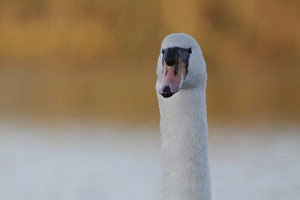 Mute Swan (Cygnus olor) adult, close-up of head and neck, at edge of lake, West Yorkshire, England, November