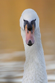 Mute Swan (Cygnus olor) adult, close-up of head and neck, on lake, West Yorkshire, England, November