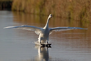 Water Fowl Prints: Mute Swan (Cygnus olor) adult female