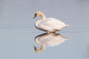Water Fowl Prints: Mute Swan (Cygnus olor) adult female