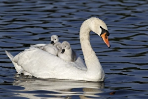 Mute Swan (Cygnus olor) adult female, carrying cygnets on back, swimming, Bushy Park, Richmond upon Thames, London