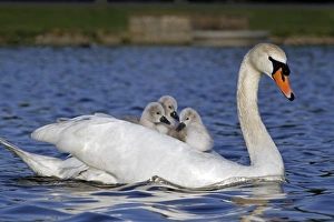Mute Swan (Cygnus olor) adult female, carrying cygnets on back, swimming, Bushy Park, Richmond upon Thames, London