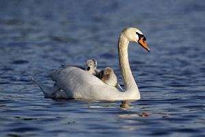 Mute Swan (Cygnus olor) adult female, carrying cygnets on back, swimming, Bushy Park, Richmond upon Thames, London