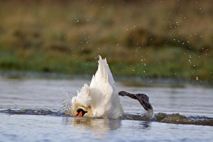 Splash Prints: Mute Swan (Cygnus olor) adult female, bathing, Suffolk, England, December