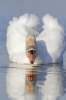 Drinking Prints: Mute Swan (Cygnus olor) adult female