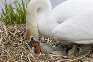Mute Swan (Cygnus olor) adult female, turning eggs at nest, Suffolk, England, May