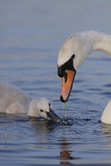 Parent Prints: Mute Swan (Cygnus olor) adult female and cygnet