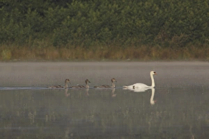 Parent Prints: Mute Swan (Cygnus olor) adult female with three cygnets