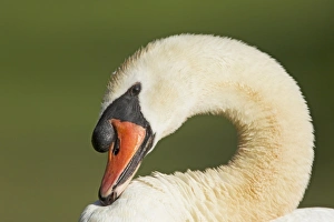 Bill Prints: Mute Swan (Cygnus olor) adult male