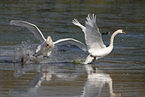 Aggression Prints: Mute Swan (Cygnus olor) adult male