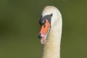 Mute Swan (Cygnus olor) adult male, hissing warning, close-up of head and neck, Lackford Lakes Nature Reserve, Suffolk, England, july