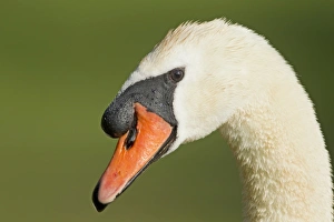 Mute Swan (Cygnus olor) adult male, close-up of head, Lackford Lakes Nature Reserve, Suffolk, England, july